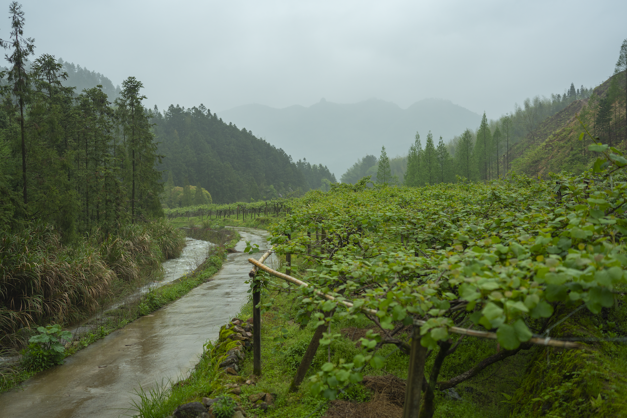Terraced Xuxiang kiwifruit vines beside a mountain stream, the misty peaks of Jiangshan rising behind.